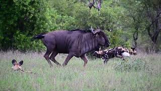 Wildebeest vs Wild Dogs