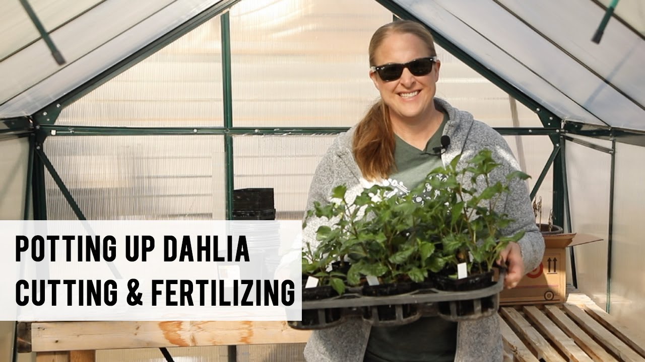 Potting Up Dahlia Cuttings & Fertilizing in the Greenhouse! Sunshine