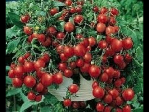 Mit TOM TOMATO Balkon, [Urban oder - Terrasse Garten YouTube im auf anbauen Gardening] Tomaten