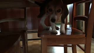 More Antics from Daisy the Beagle Puppy