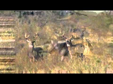 Deer Cam 01