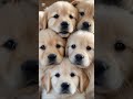 #animallovers #tigerlovers #doglovers #sheeplovers #beautifulanimals #beautyofnature #ytshorts