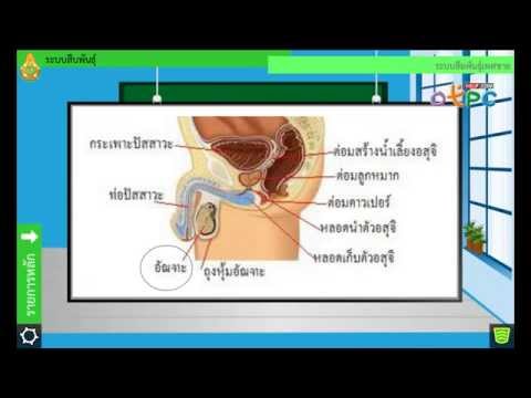 ระบบสืบพันธุ์ - สื่อการเรียนการสอน วิทยาศาสตร์ ม.2
