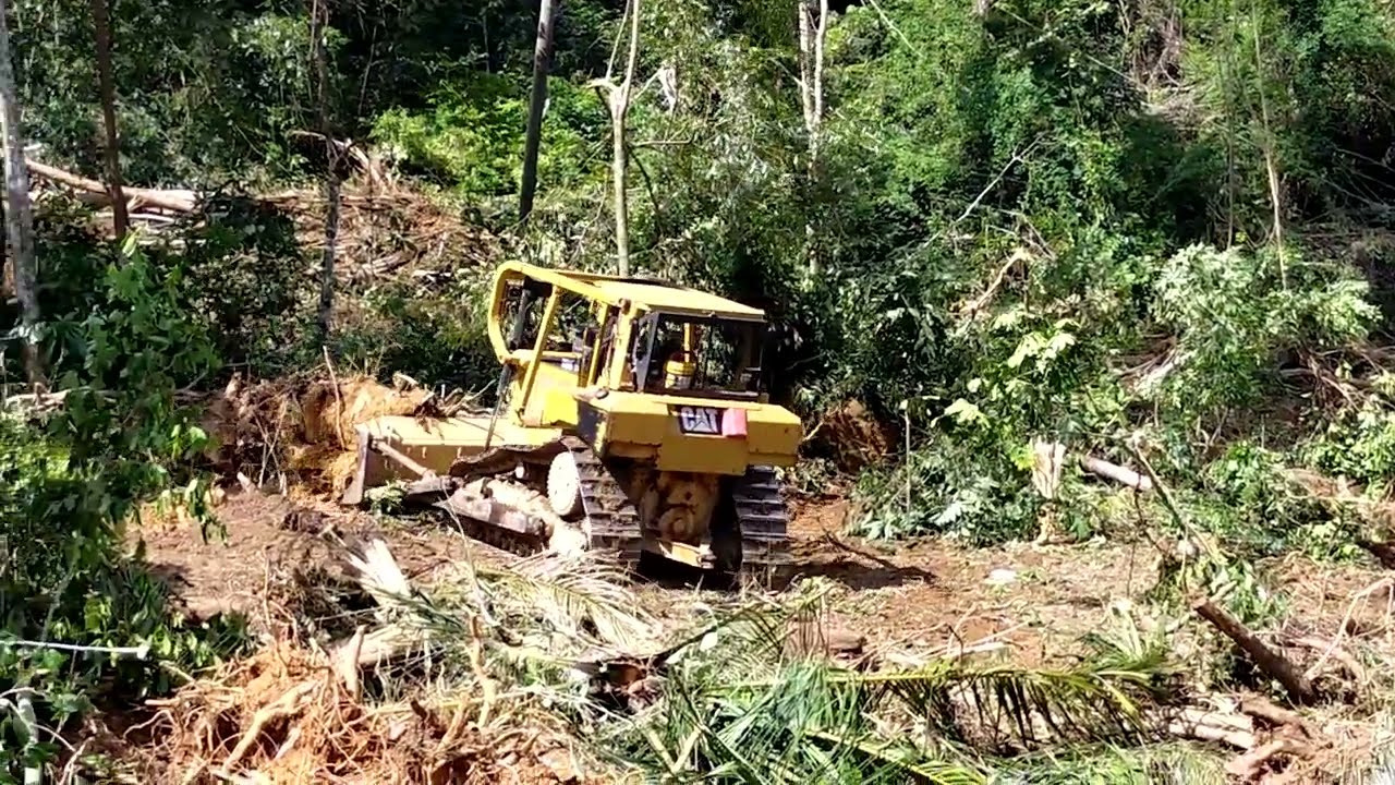 CATERPILLAR D6R XL BULLDOZER clears new forest land for oil palm plantations