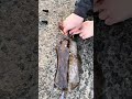 アオリイカいただきます🦑🦑🦑