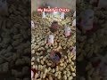 I enjoy watching my Beautiful Chicks #mustwatch