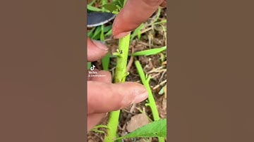 Hướng dẫn tự chiết ghép cây đào ăn quả