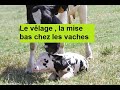 توليد البقر بطريقة جديدة  في أربع دقائق    Une nouvelle façon de générer la vache