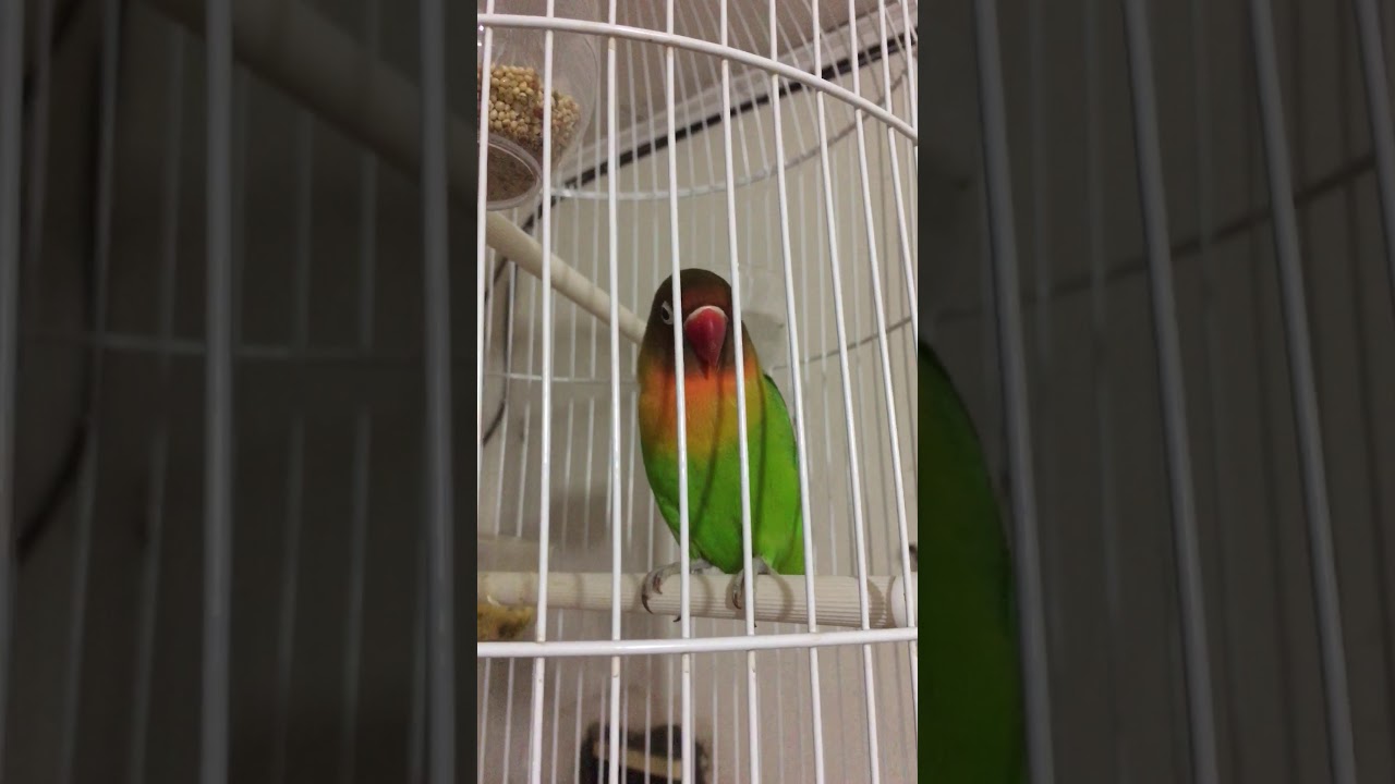 Burung lovebird 