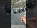 CARA NGELOLOH ANAKAN BURUNG KACER AIR PAKAI PAKAN JANGKRIK AGAR SEHAT #SHORTS