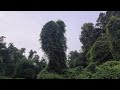 Inini Wiinizisan Nibishing Nativeland Nature Hairyman Bootsontheground Inini Wiinizisan Nibishing Nativeland Nature Hairyman Bootsontheground