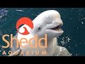 Shedd Aquarium (in Chicago) Tour & Review with The Legend