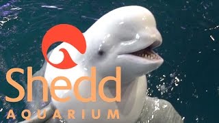 Shedd Aquarium (in Chicago) Tour & Review with The Legend