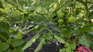 What's Growing On In The Garden.