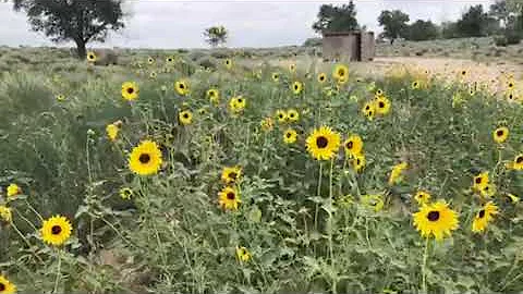 Video of Prewitt Reservoir State Wildlife Area, CO...