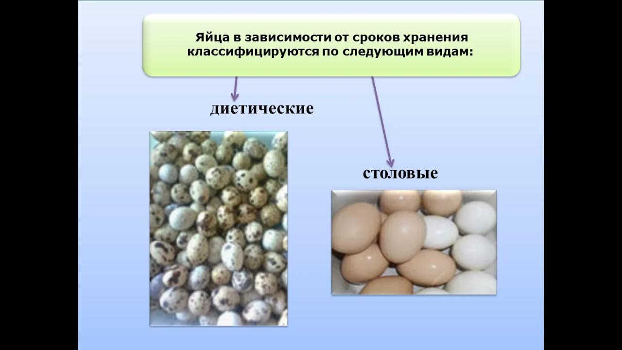 Оценка качества яиц. Экспертиза куриных яиц. Ветеринарно-санитарная экспертиза яиц и яйцепродуктов. ВСЭ яиц и яичных продуктов. Экспертиза качества яиц.