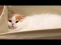 🍋引っ越す気まんまんのレモンさん?(特に1番最後w)