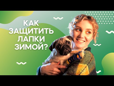 Обувь или воск: как защитить лапки зимой? / Саша знает