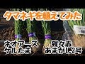 遅植えの玉ねぎ(中晩生、晩生)を植えてみた☆ネオアース、赤玉ねぎ猩々赤、ケルたま、あまがし2号☆すぎおふぁーむ