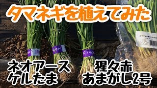 遅植えの玉ねぎ(中晩生、晩生)を植えてみた☆ネオアース、赤玉ねぎ猩々赤、ケルたま、あまがし2号☆すぎおふぁーむ