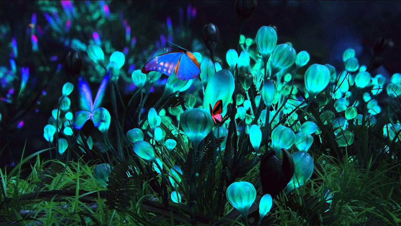 Butterfly After Effect YouTube