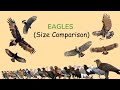 EAGLES: Size Comparison with IUCN Conservation Status (LIVING and EXTINCT)