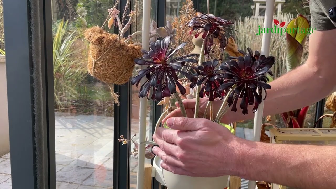 Aeonium arboreum : Tous mes conseils pour entretenir facilement cette belle plante succulente