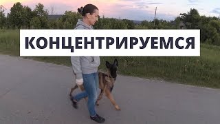 Работа над концентрацией у собаки // Малинуа Форс // Дрессировка собак