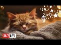  relaxing songs for cats live 247 calming music for cats anxiety  sleep music