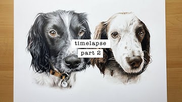 Spaniel Pet Portrait Timelapse Drawing Using Coloured Pencils | Part 2