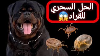 علاج القراد عند الكلاب | اخطر حشرة في العالم.. تشرب من دم كلبك ولا تشبع ابدا !! tick