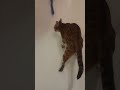 Кошка пьёт прямо из ванны🐈🛁