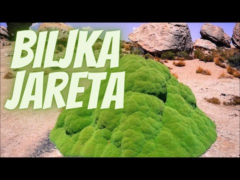 Video: Tajne Planete: Toplokrvna Biljka