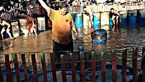 Pig Wrestling, Caldron Falls, Wisconsin. 2012