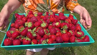 Strawberry season sprouts early