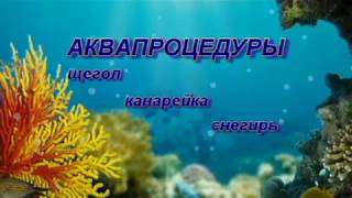 АКВАПРОЦЕДУРЫ щегол канарейка снегирь