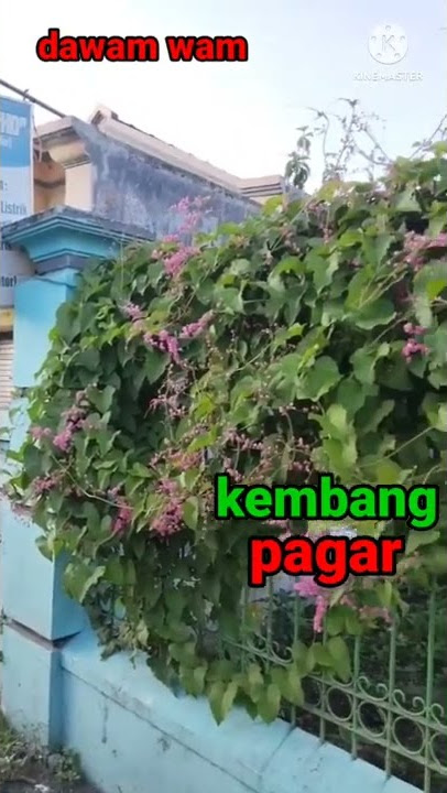 KEMBANG-PAGAR