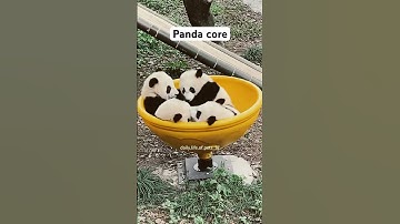 Panda core #panda #cuteanimals #animals