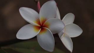 Video thumbnail of "ຈຳປາເມືອງລາວ Champa flower (covered by Nova Baobounmy) - Karaoke"
