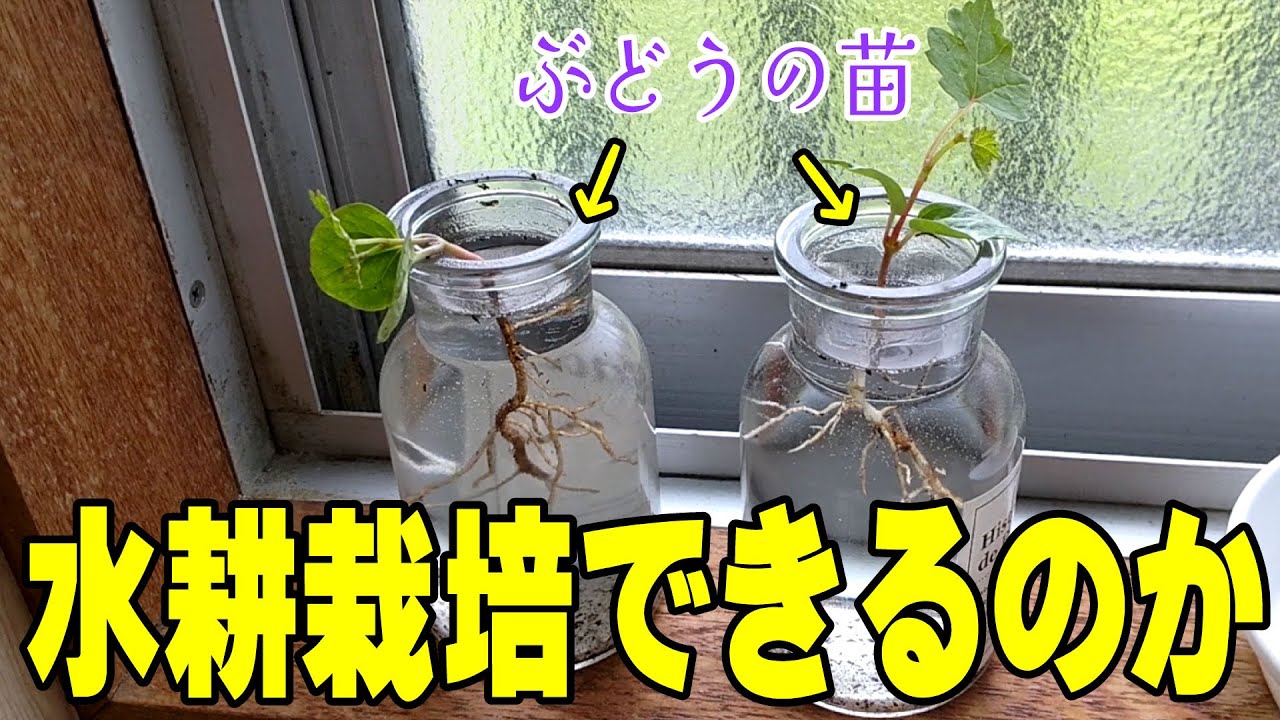 Verification] Can grape seedlings be grown hydroponically? - YouTube
