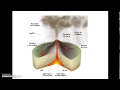 Vido mooc volcans