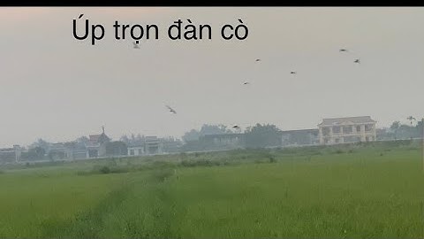 Bẫy cò tháng 8 . Tập 6                                   Đàn cò đầu tiên(Catch a flock of storks)