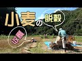 【自然農】小麦の収穫と脱穀（栽培方法 育て方 ） 2021/6/8　[Natural farming] Wheat harvesting and threshing