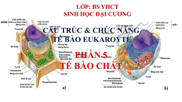 Vai trò cơ bản của tế bào chất là gì