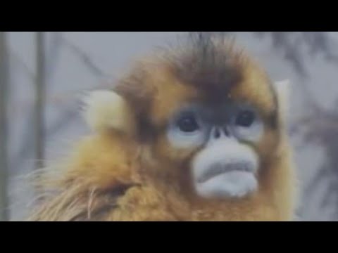 Video: Golden Monkey - ein mysteriöses Tier aus China