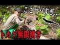 大量のトカゲが無限に湧いてくる神スポットを発見してしまいました....