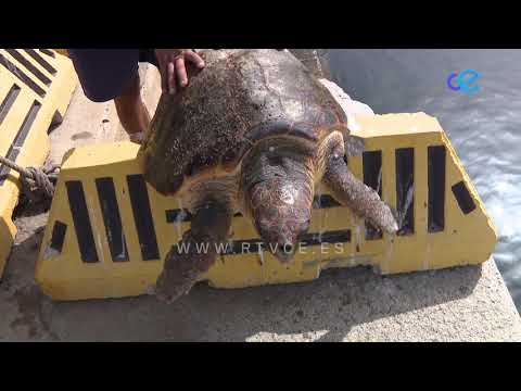 Trabajadores del CECAM rescatan una tortuga que había ingerido plásticos
