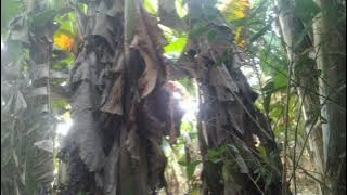 PAKAN HUNTING PIKAT ANIS HUTAN GACOR