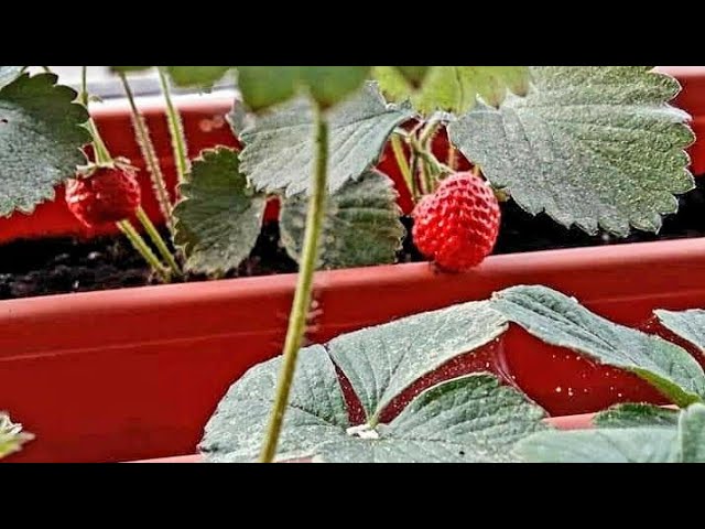 Юбка астына труси кимеген адамдардың видеолары