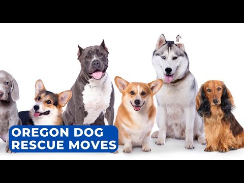 Southern Oregon Pet Rehoming